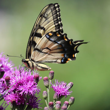 Image of butterfly sitting on blooming Ironweed.